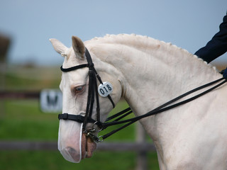 Horse Doing Dressage