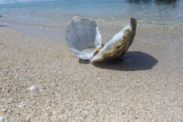 Clamps shell near the beach