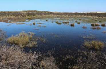 landscape dunes with lake, national park kennemerland, in the Netherland, during spring