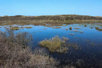 landscape dunes with lake, national park kennemerland, in the Netherland, during spring