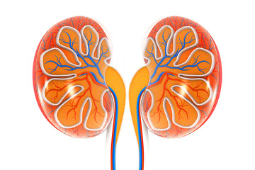 Human kidney cross section