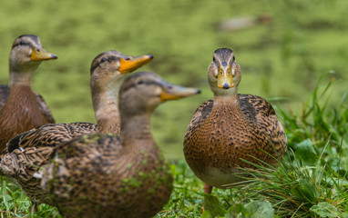 Wild ducks are walking in nature