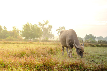Obraz premium Buffalo in the farm with lighting in morning time.