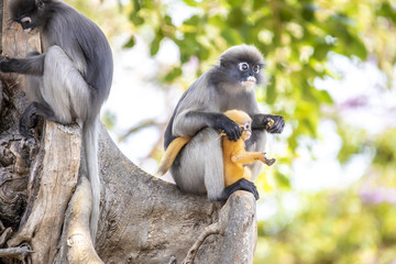 Dusky leaf monkey
