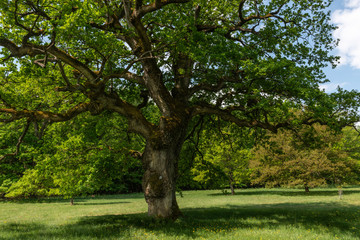 Fototapeta na wymiar Beautiful Oak