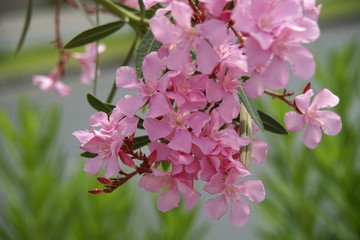 Blooming pink oleander flowers or nerium in garden. Selective focus. Copy space. Blossom spring,...