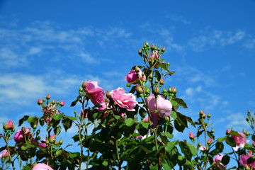 バラ、青空、ガーデニングイメージ素材、これから満開の庭の薔薇