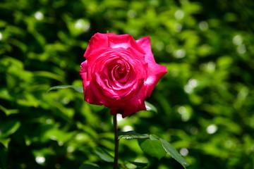 新緑、薔薇、ガーデニングイメージ素材