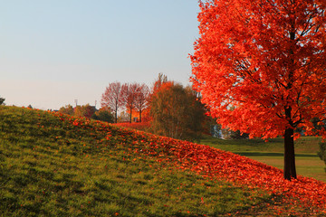 color tree in autumn