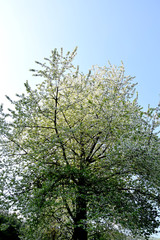Albero in fiore