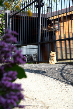 Gatto carrabbiato