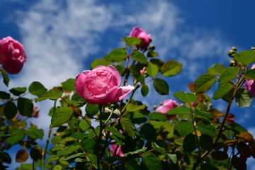 バラ、青空、ガーデニングイメージ素材、これから満開の庭の薔薇