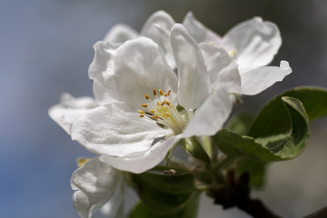 White Apple Blossoms on Tree
