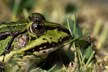 Close up photo of a green frogs head with large DOF seen from the side