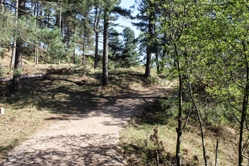 Dunes landscape, national park kennemerland zuid in the Netherlands, during spring