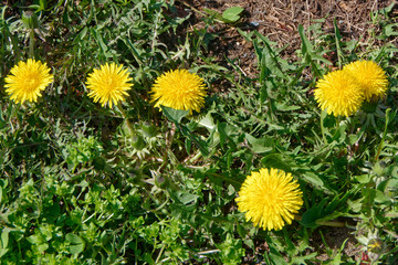 Gewöhnlicher Löwenzahn