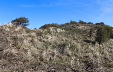 Dunes landscape, national park kennemerland zuid in the Netherlands, during spring