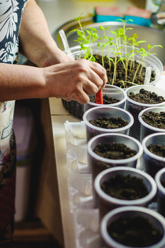 planting seeds at home in special containers. a woman in the kitchen sits plants