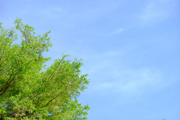 Obraz premium A green tree with a blue sky background and some clouds.
