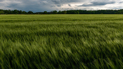 Obraz na płótnie Canvas Field of Barley Swaying in the Wind
