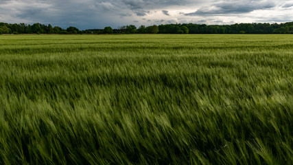Obraz premium Field of Barley Swaying in the Wind