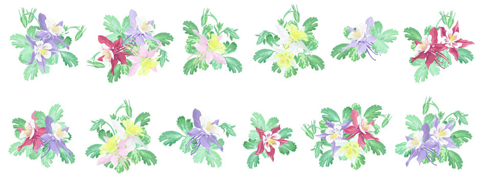 Set of various columbine flowers (Aquilegia) on white background, vector imitation of watercolor painting.