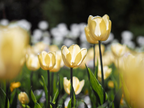Fototapeta Beautiful yellow tulips. Flowerbed with yellow flowers