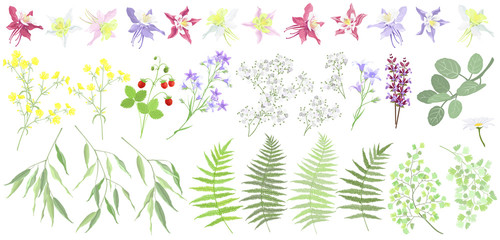 Set of forest and garden summer plants and flowers. Vector illustrations, imitation of watercolor painting. - obrazy, fototapety, plakaty