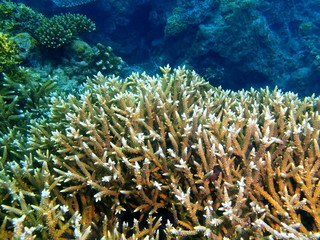 Naklejka na ściany i meble Stone coral