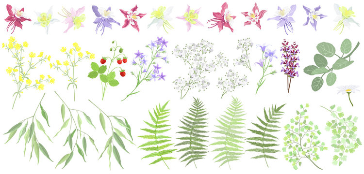 Set of forest and garden summer plants and flowers. Vector illustrations, imitation of watercolor painting.