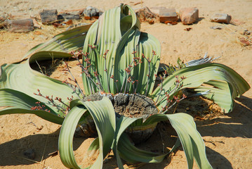 Welwitschia (Welwitschia mirabilis) plant growing in the hot arid Namib Desert of Angola and Namibia. - 204489094