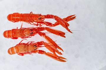 Sea food. Different types of Shrimp, snails, shellfish, fish, crabs that lie on the ice. Fresh seafood.