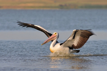 Fototapeta na wymiar The Australian pelicans (Pelecanus conspicillatus) is a large waterbird of the family Pelecanidae, Australia.