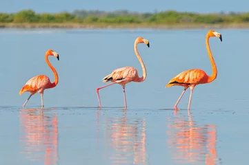 Poster Een rij Amerikaanse flamingo& 39 s (Phoenicopterus ruber ruber American Flamingo) in de Rio Lagardos, Mexico. © GISTEL