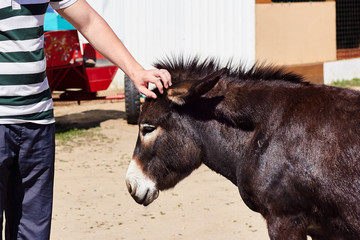 Man pats the donkey in a contact zoo