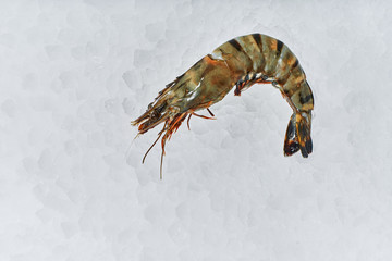 Sea food. Different types of Shrimp, snails, shellfish, fish, crabs that lie on the ice. Fresh seafood.