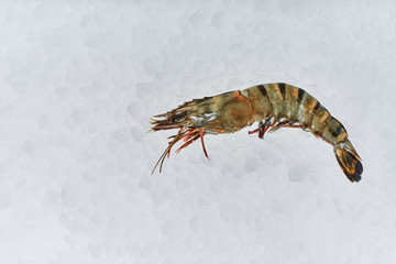 Sea food. Different types of Shrimp, snails, shellfish, fish, crabs that lie on the ice. Fresh seafood.