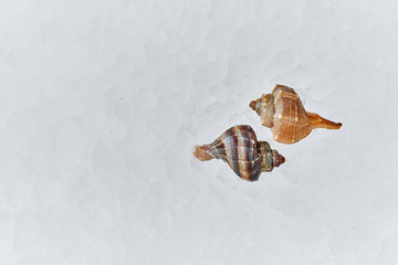 Sea food. Different types of Shrimp, snails, shellfish, fish, crabs that lie on the ice. Fresh seafood.