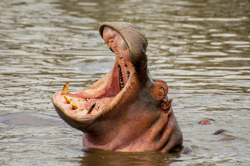 Huge male hippo (Hippopotamus amphibius) yawning in a pool in Serengeti National Park, Tanzania.