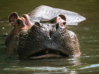 Fototapeta premium Hippopotame