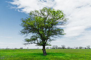 Fototapeta na wymiar Spring landscape lonely green oak tree on a green field of lush grass against a blue sky background of sun rays and white clouds. The concept of ecology