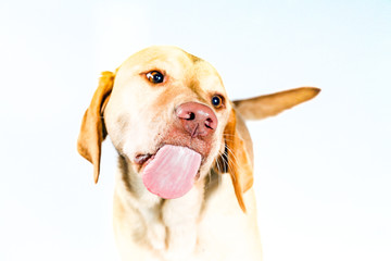 Hund streckt Zunge raus by Tierfoto-NRW.de