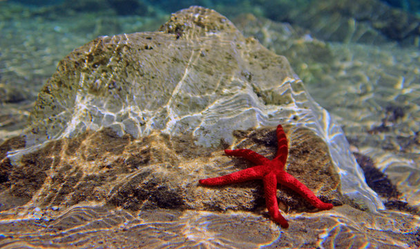 Most beautiful mediterranean red sea star underwater