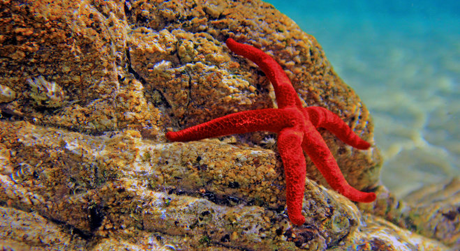 Most beautiful mediterranean red sea star underwater