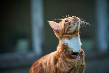 Hansome ginger tabby cat, back lit,  looking up with curiosity