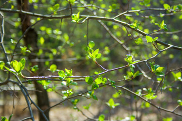 Green branches on the sun