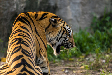 Roaring Tiger