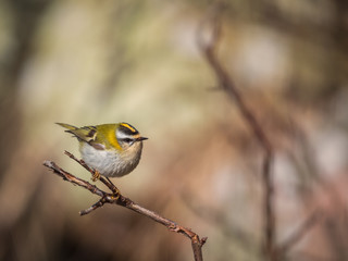 Firecrest on a naked branch