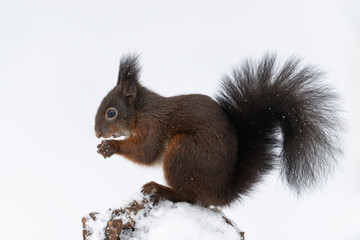 Eurasian red squirrel, Sciurus vulgaris