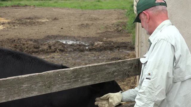 A farmer inspecting a cow